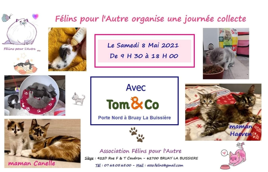 collecte chats